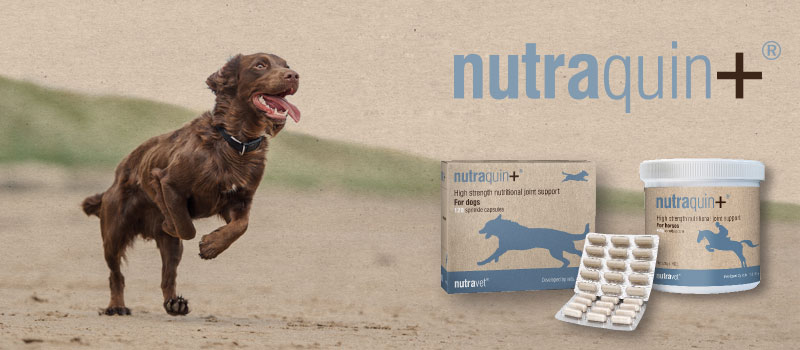 Nutraquin Joint Supplements for dogs 